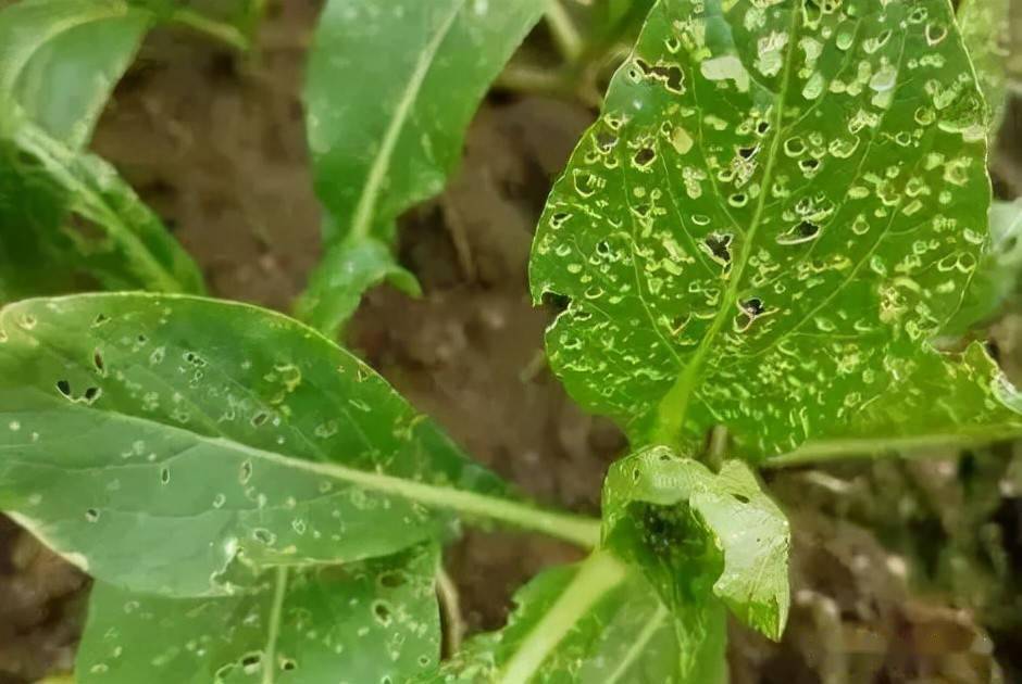 5,打药难度大跳甲交配后在土壤中产卵,孵化后的幼虫吃根,成虫吃叶,这