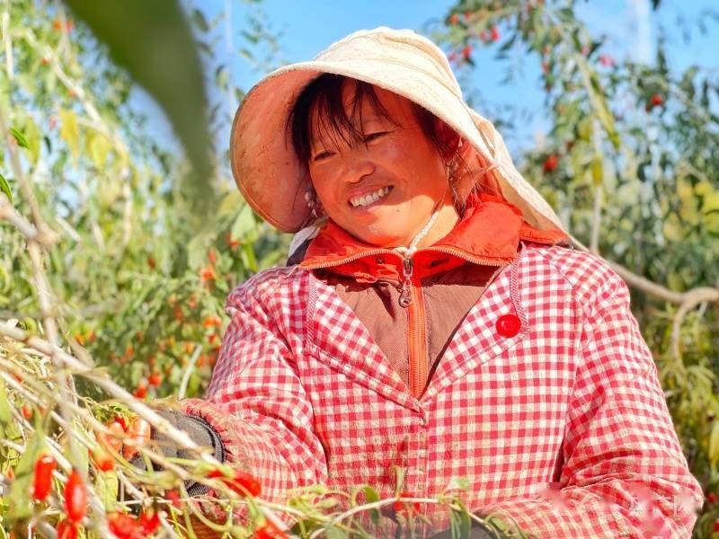 青海省:种养殖获丰收 农民收入稳增长