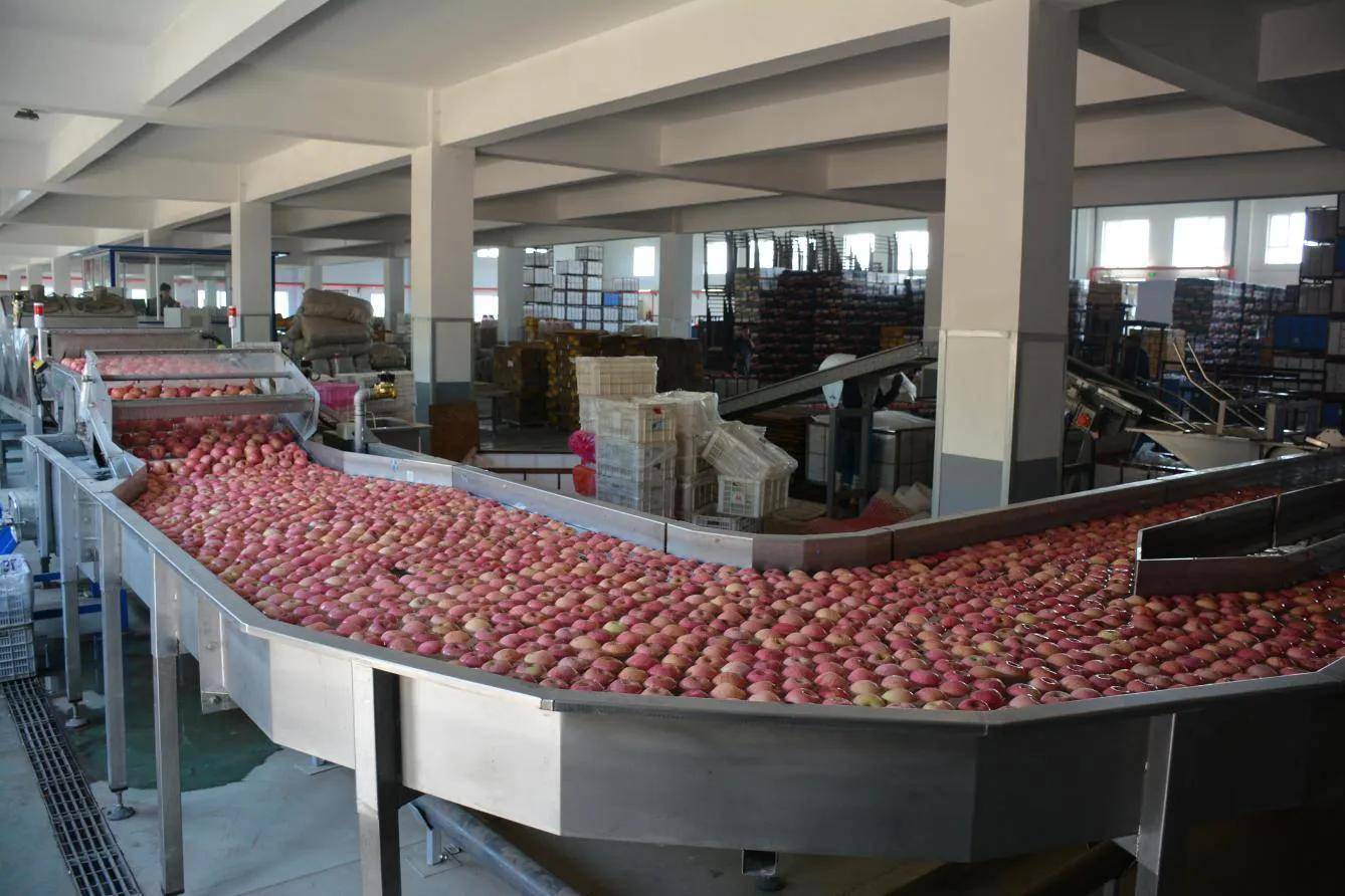 苹果批发公司简介