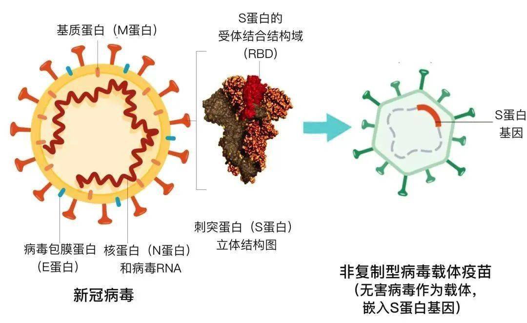 打了一針的腺病毒載體新冠疫苗如何進行加強免疫