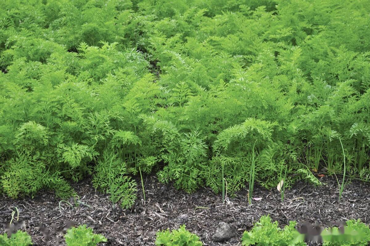 胡萝卜之乡在哪里