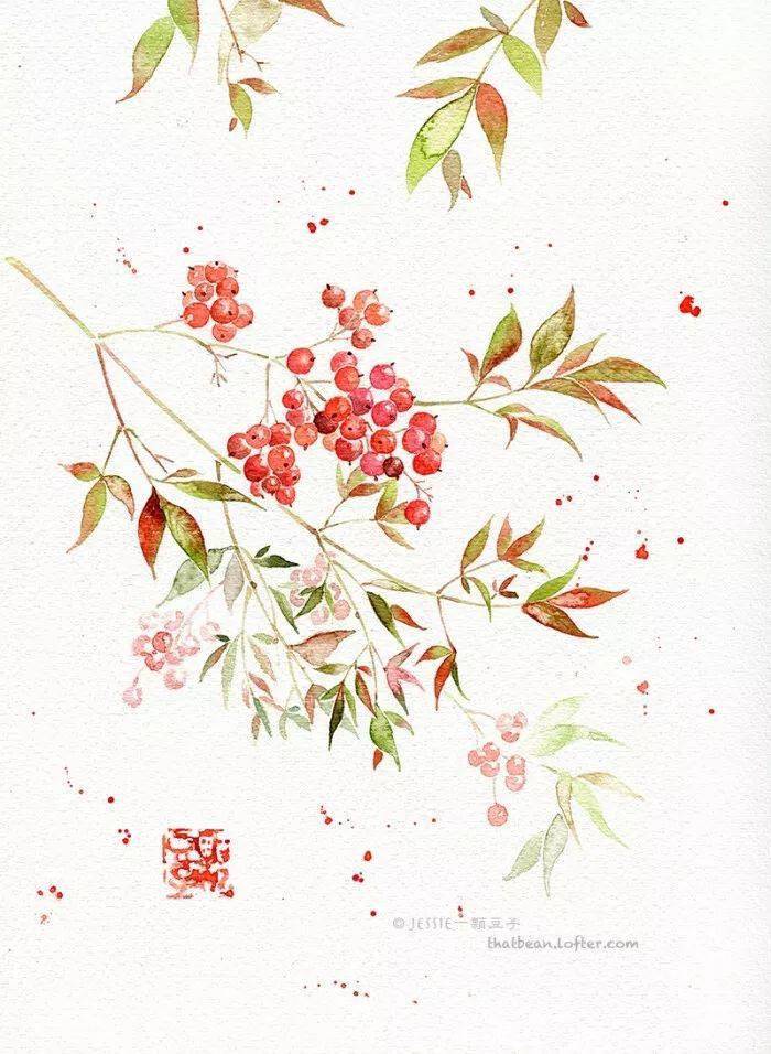 优雅的小果子~淡雅古风水彩植物手绘作品欣赏