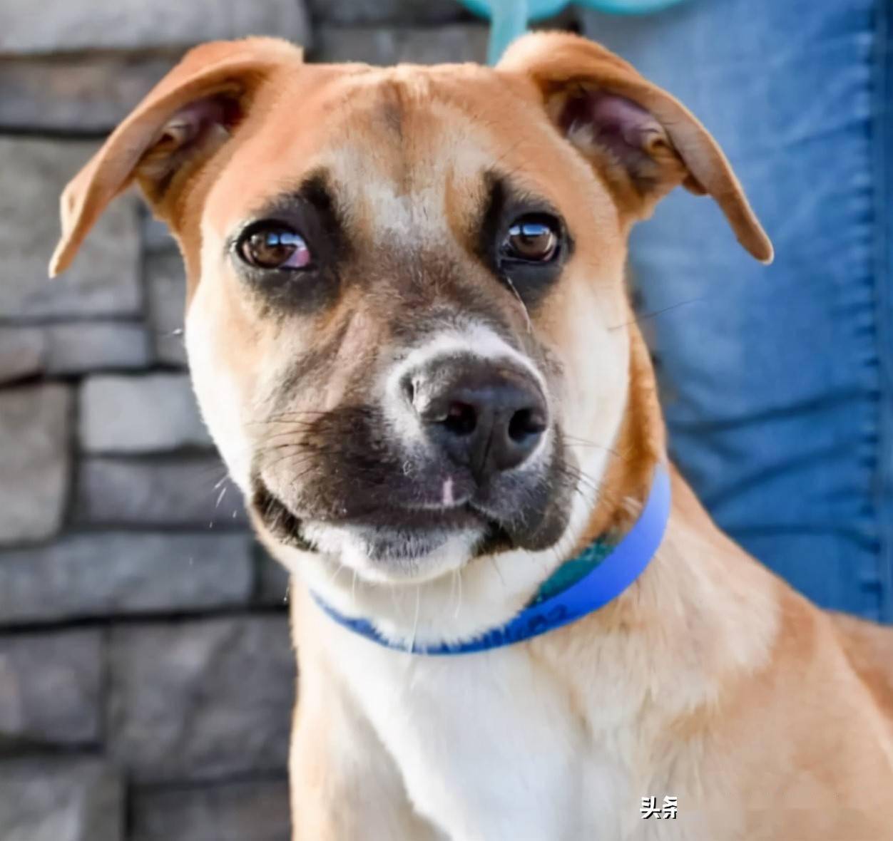 狗狗天生嘴歪脸斜好不容易被领养又遭退养但笑容超有感染力