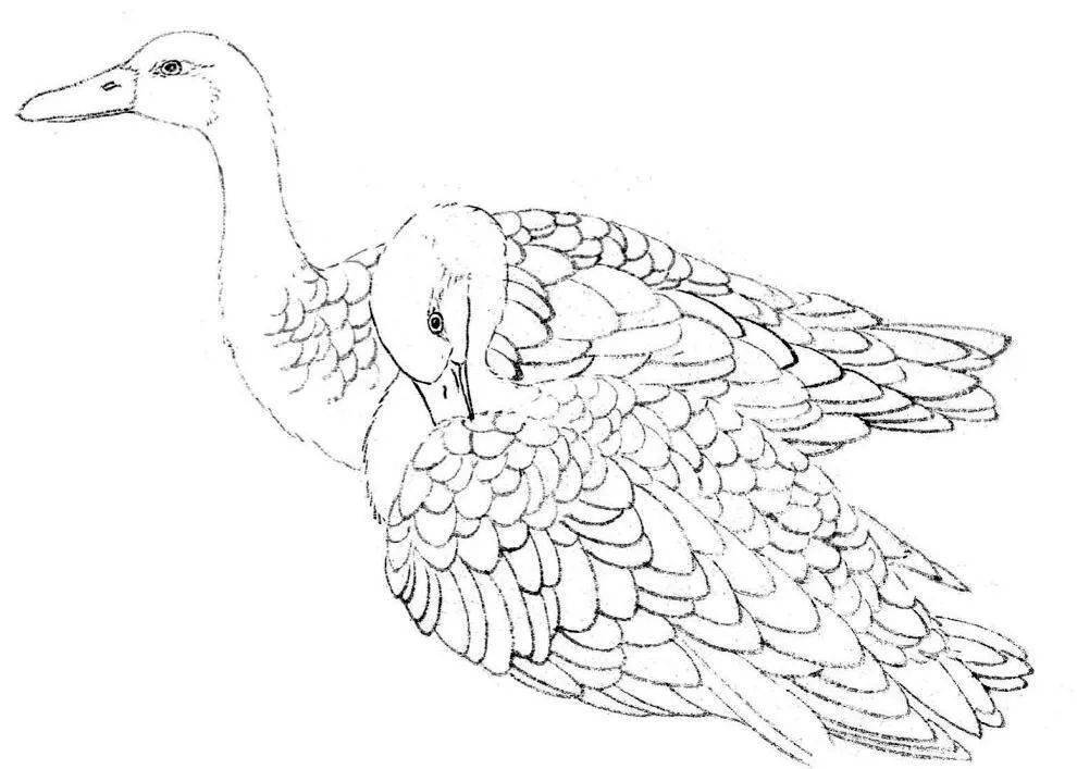 中国画禽鸟线描的画法基础