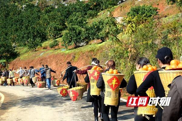 旅游节|组图 | 橙果飘香 感受邵阳新宁脐橙丰收的喜悦