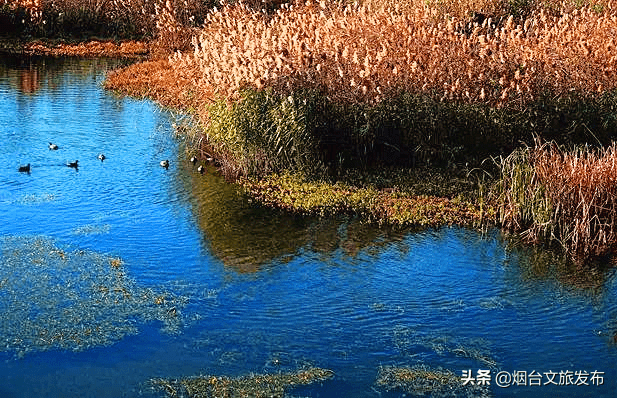 芦苇荡|芦花摇，景色醉，烟台这些芦苇荡美得太过分了！