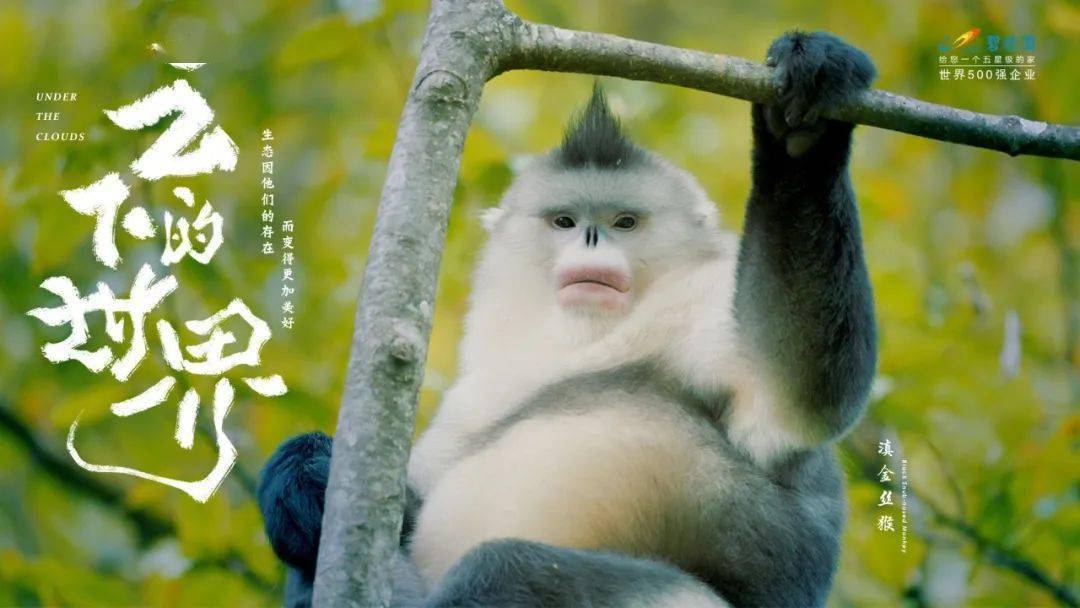 海报国产海报学起来！碧桂园新发布，野味儿十足