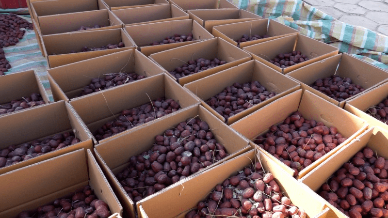 民丰县红枣喜获丰收_赛伊迪