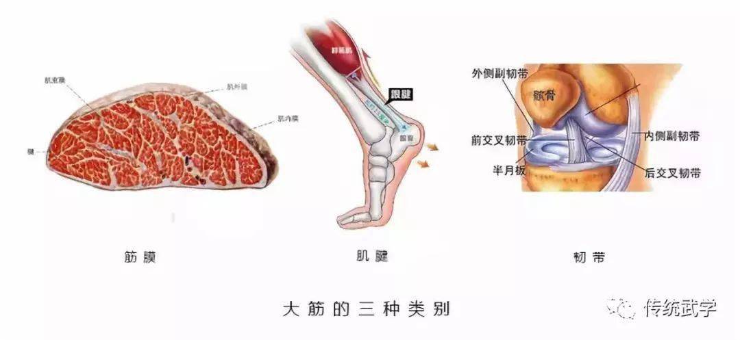 筋骨训练十二条大筋图片