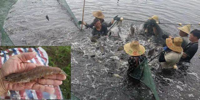 怎么养鱼才能赚钱 d0129026ec654a788612edd909ff5c33.jpeg