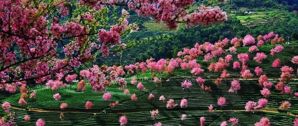 无量山樱花谷-中国冬天最美的地方-没有之一_南涧
