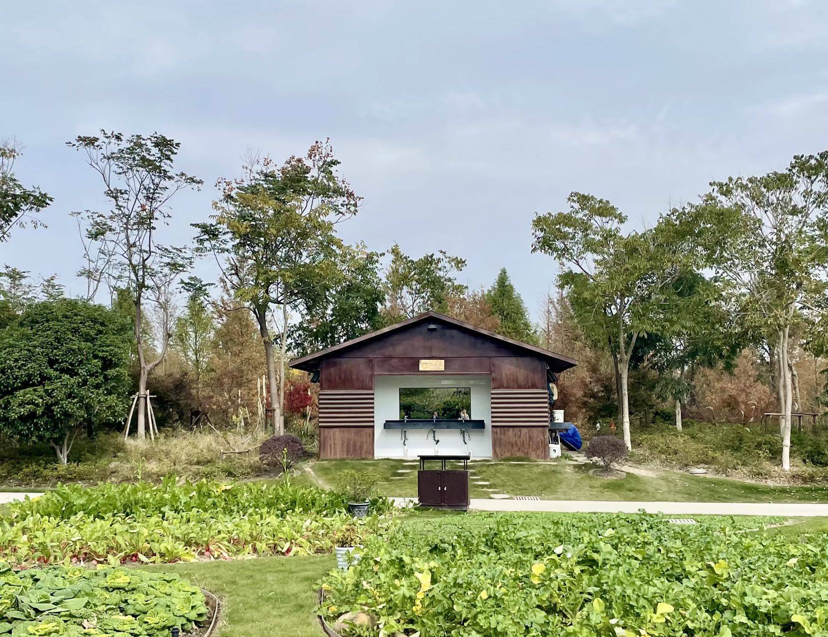 柳鹭|在上海浦江郊野公园，藏着一片湿地间的静谧秋色