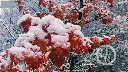 冰凌|白雪皑皑！重庆城口下大雪啦！山崖迎风口树梢现冰凌奇观