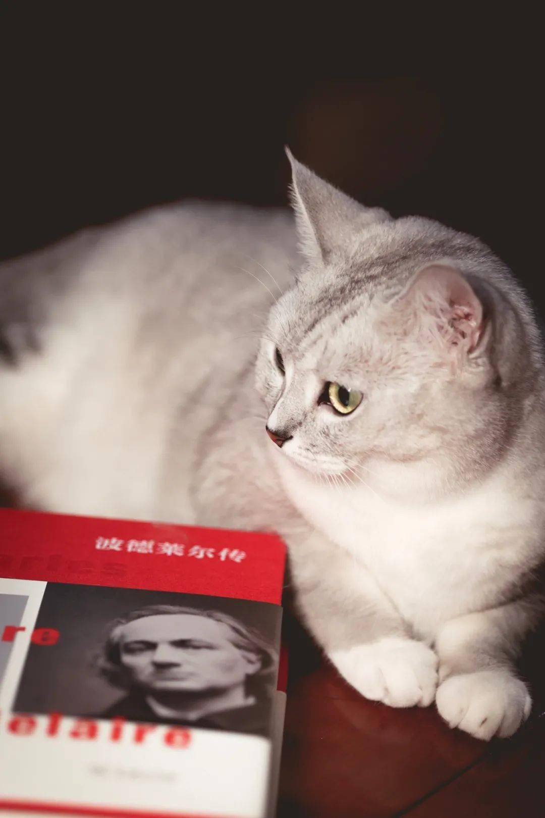 猫奴波德莱尔纪念波德莱尔诞辰200周年