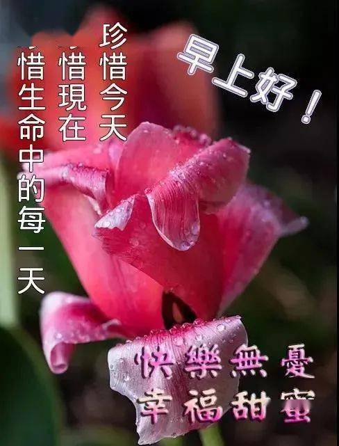 好平安幸福祝福帶字唯美圖片免打字清晨問候大家早上好的問候語大全