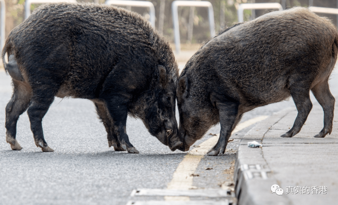 香港捕猎野猪有市民表示反对