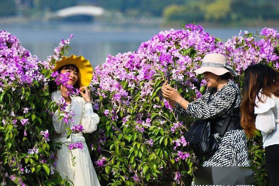 好美！“紫色瀑布”现身南湖公园，快去拍照打卡！