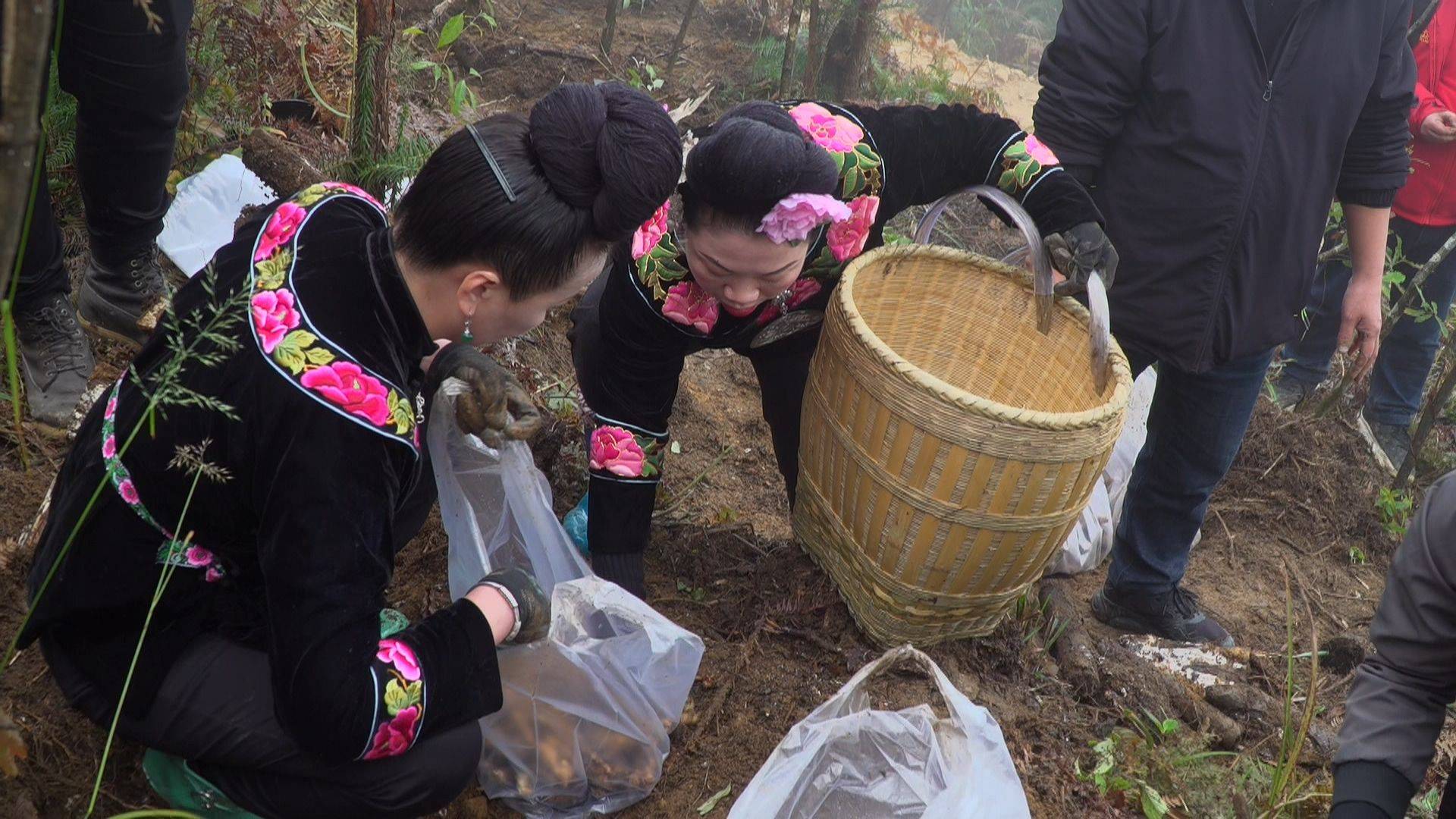 在雷山县望丰乡五星村的天麻基地内,三五成群的人们正在采挖天麻,有的