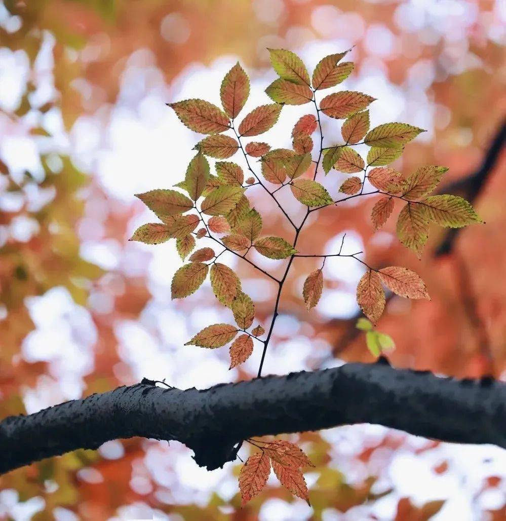 红红橙橙黄黄!度假区阳光大道上的重阳木次第变色ing