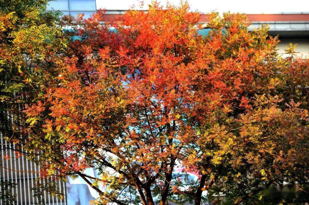 红红橙橙黄黄!度假区阳光大道上的重阳木次第变色ing
