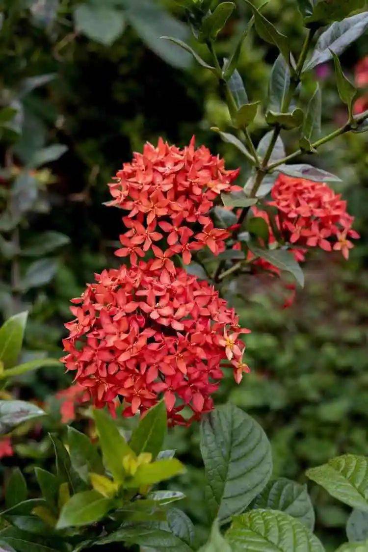 五指山选市树市花,选什么,你说了算!参与投票,每日都有抽奖机会