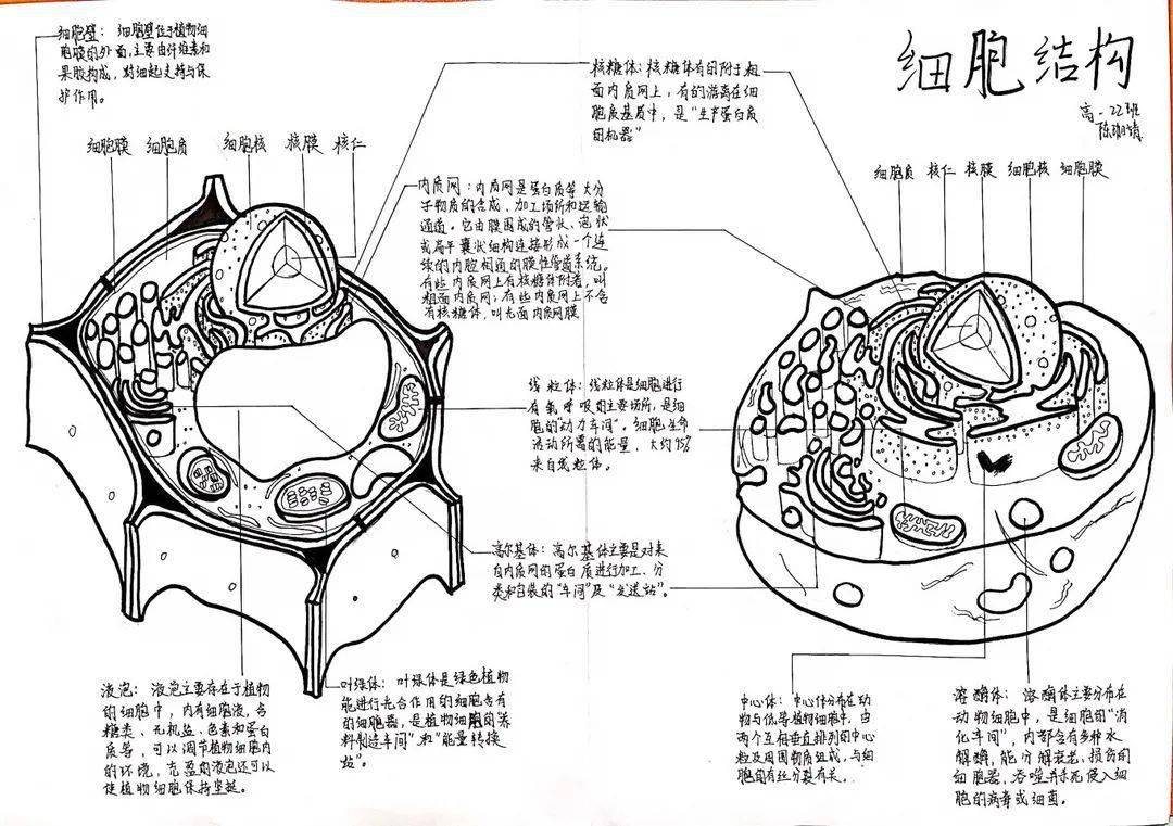 第18届体艺节之高一年级细胞结构的物理模型制作绘图大赛