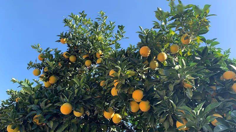 农产品地理标志脐橙一直以来是蓬华镇的支柱产业想吃的小伙伴们有福啦
