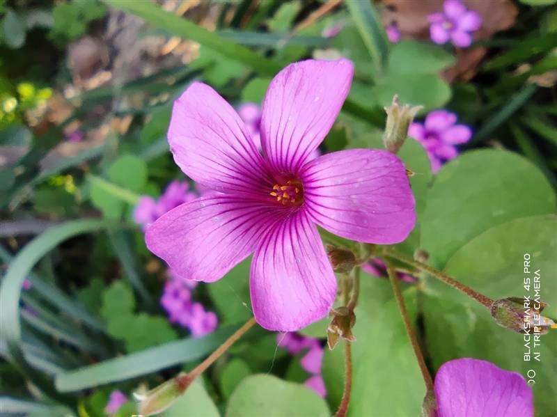 跑分首次破百万！黑鲨4S Pro评测：武装到牙齿的游戏机皇