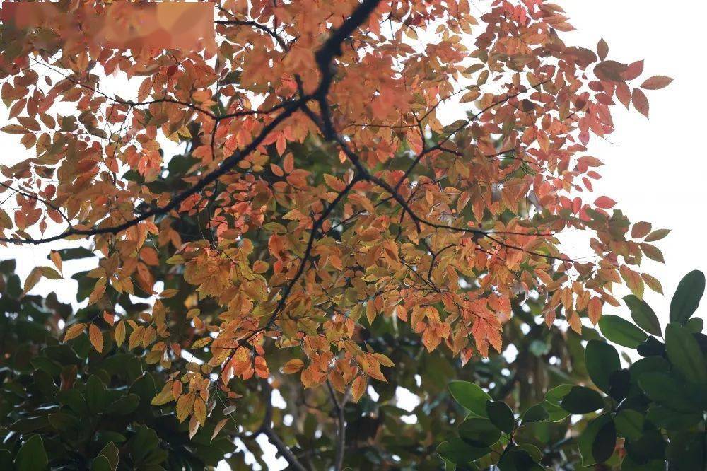 红红橙橙黄黄!度假区阳光大道上的重阳木次第变色ing