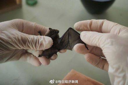 啮齿动物或是类SARS冠状病毒无症状携带者