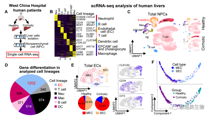 快来看看基迪奥客户18分的单细胞转录组文章思路吧!