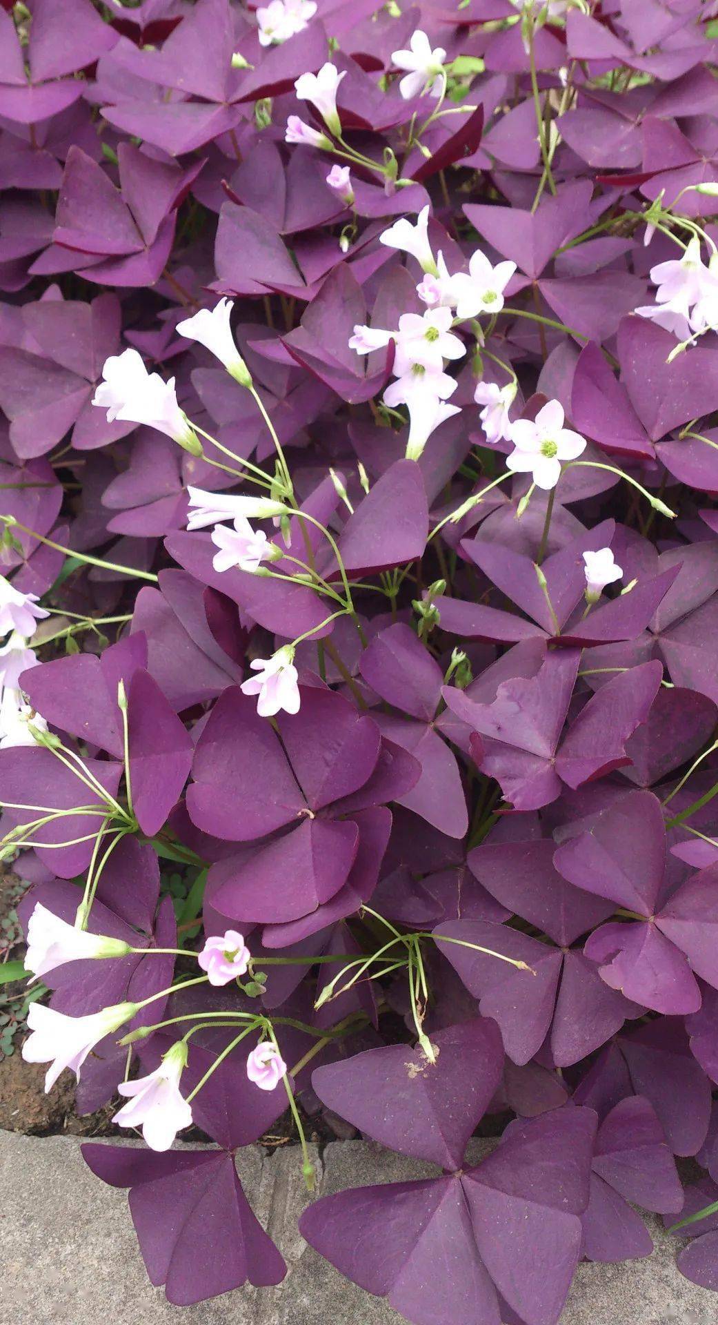 红色的枫叶,紫白的紫叶酢[cù]浆草,蓝色的蓝杉,黄绿的金叶女贞