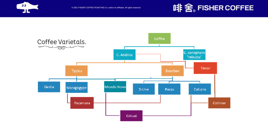 咖啡家族树状图高清图片