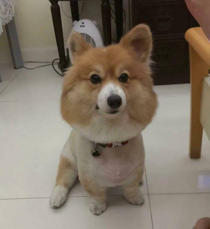 什么没有人能拒绝一只小柯基！！！