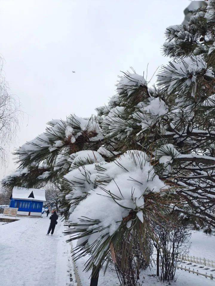 鞍山下雪图片图片