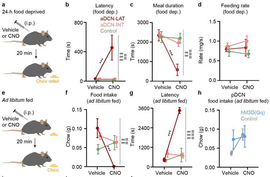 长肉|《自然》：小脑竟是干饭与长肉的平衡器！科学家首次在小脑中发现与抑制食欲相关的神经元，可“平衡”干饭之乐丨科学大发现