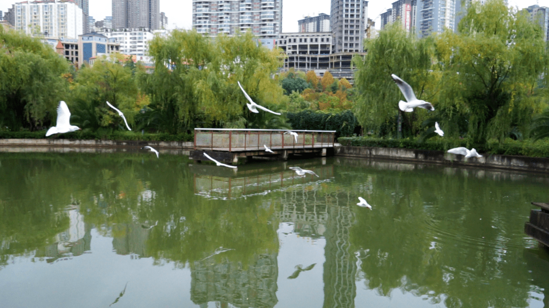 【盘州发布】飞来的风景