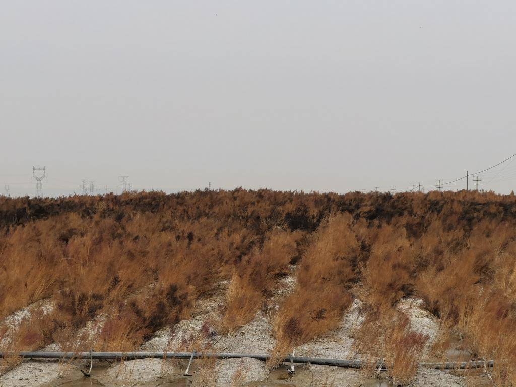 妙用“吃盐植物”——科研人员利用盐生植物改良盐碱地