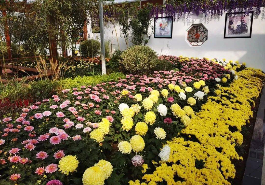 30,市商务局,市融媒体中心直播带货走进菊香人家_麻城