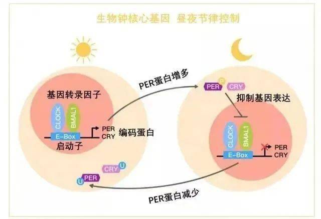 神坛揭秘 | 高奢护肤品的“神坛”背后