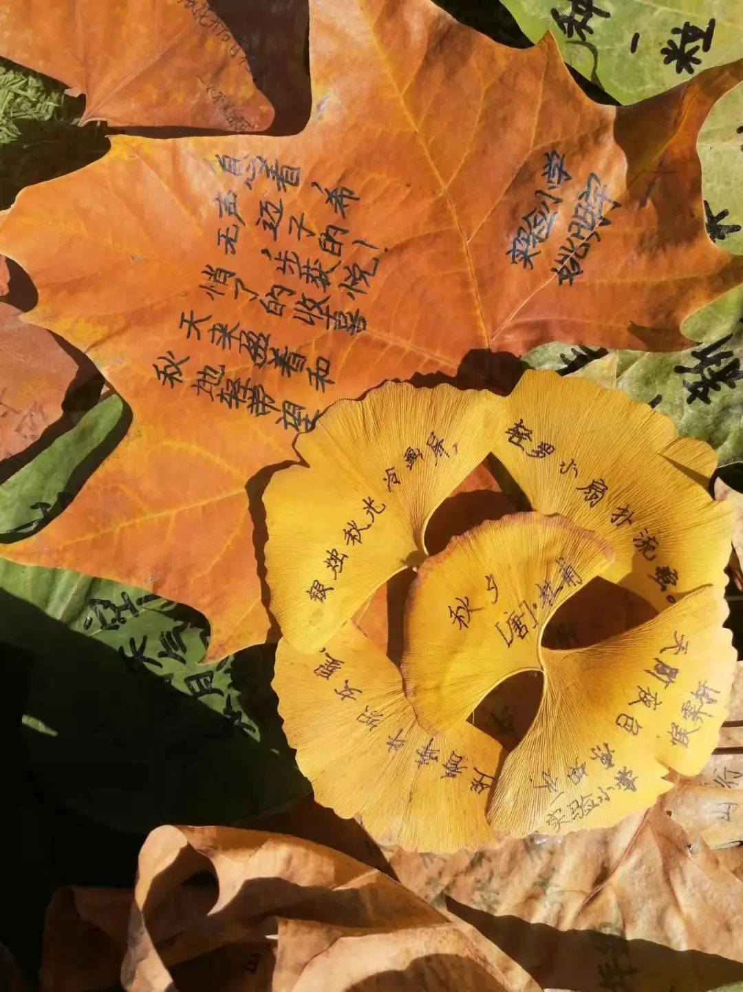 沙河:小学生把诗写在了秋叶上._实验_诗句_笑脸