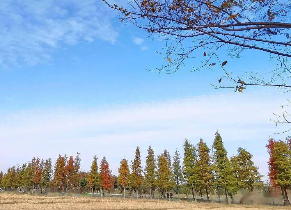 郊野|松江这两座公园“红”了，随手一拍就是大片，快来打卡！