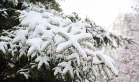 冰凌|【雪落象牙塔】这个冬天，在黑农工看风飘雪舞