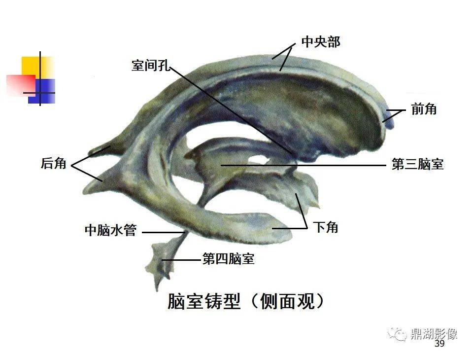 高清大腦解剖圖譜