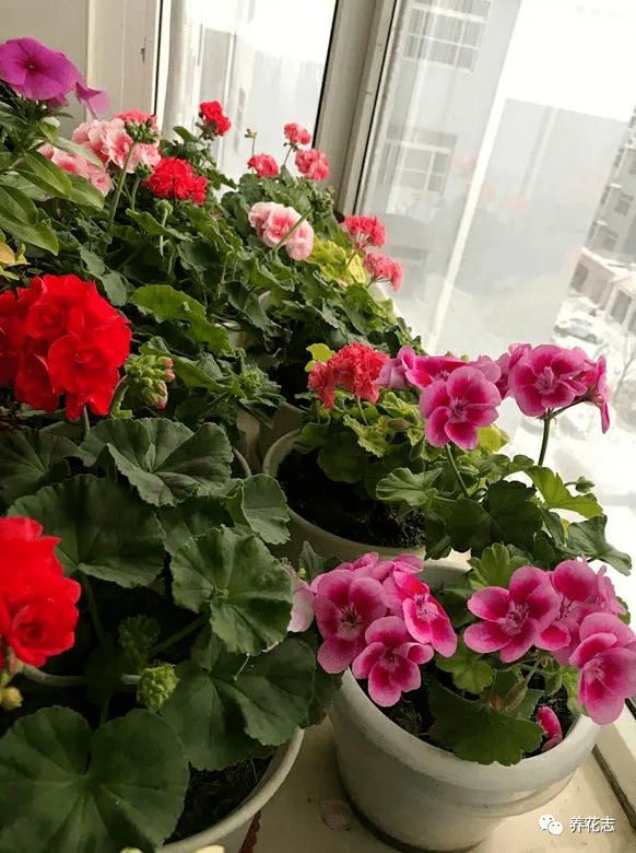 梅香,一种终年开花的天竺葵,有枝必有花_植株