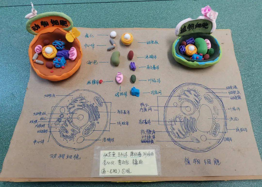成都三十七中开展“制作真核细胞三维结构模型”实践活动_搜狐网, image size:1080x770