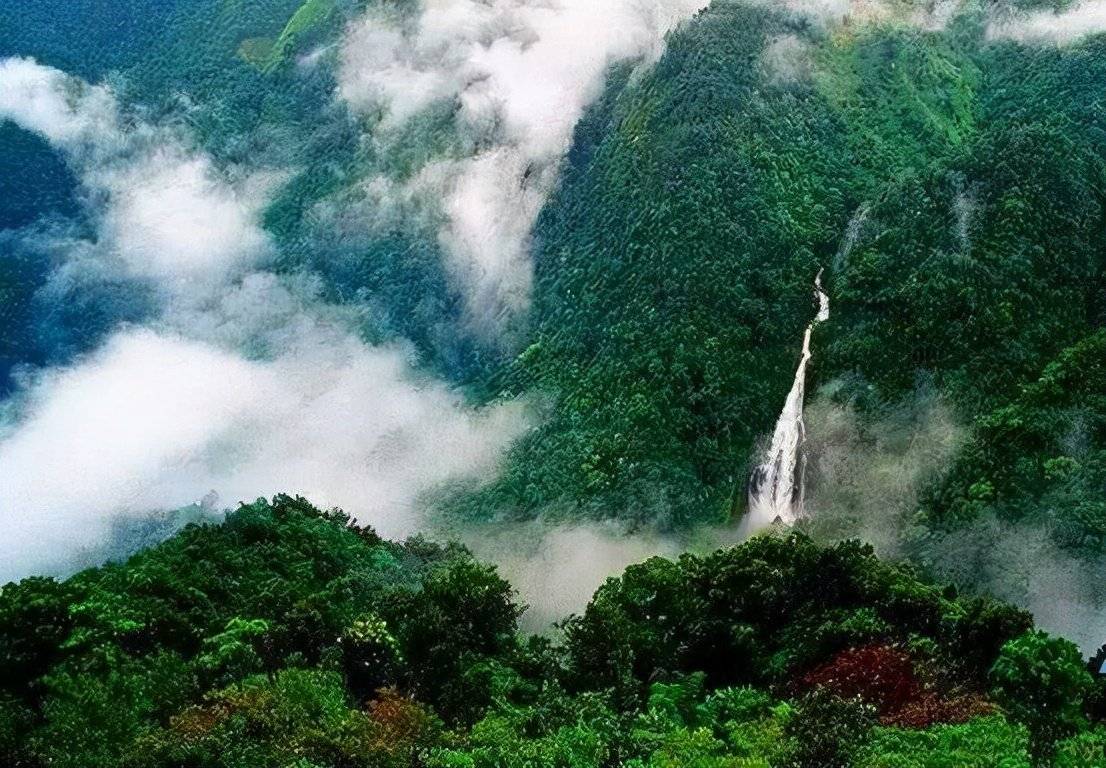 哀牢山科考之旅，鸟语人言的神秘体验