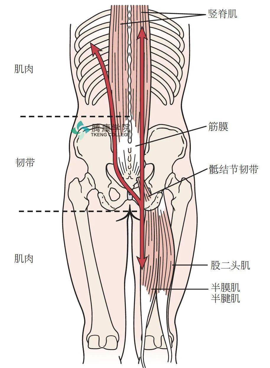 胸腰筋膜胸腰筋膜覆盖背部和躯干的深层肌