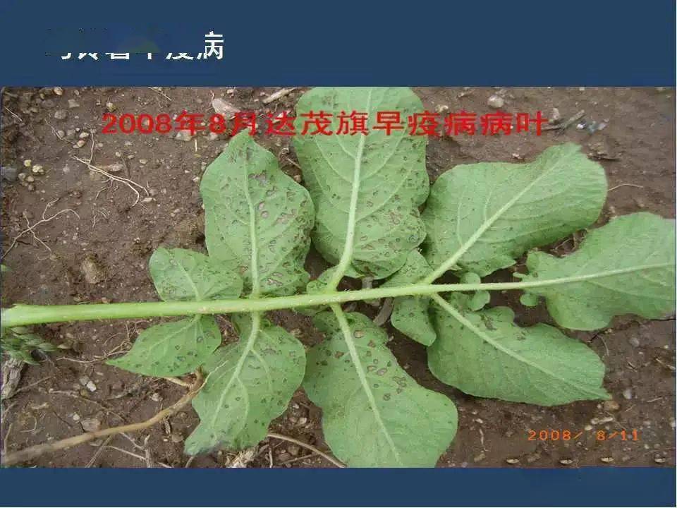 【收藏】马铃薯病害高清图谱大全
