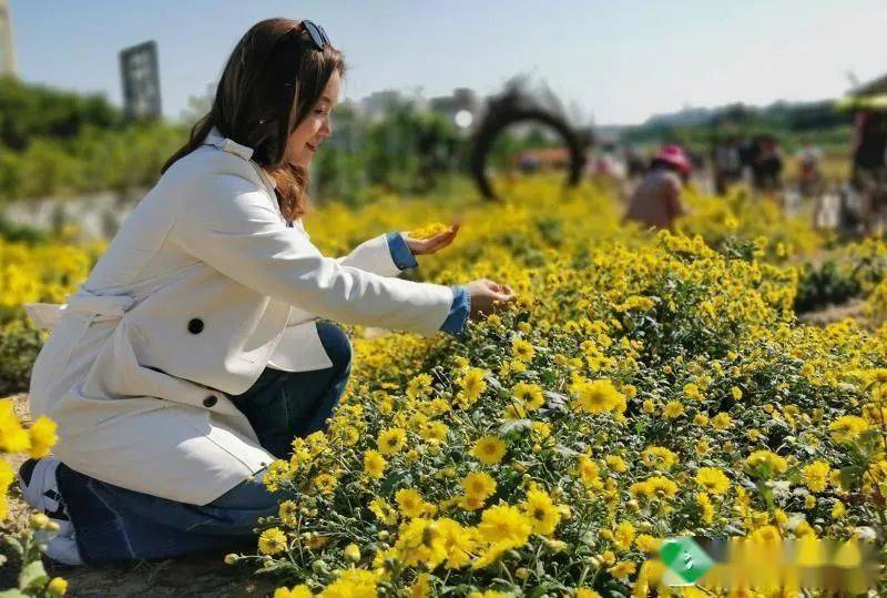 濠江东湖的菊花到底有多美?直接上图!又一拍照"网红点!